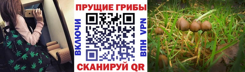 Псилоцибиновые грибы прущие грибы  Новопавловск 